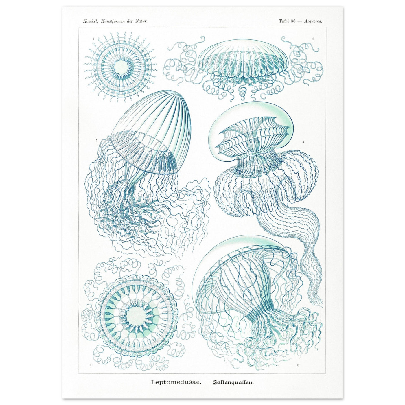 Ernst Haeckel - Leptomedusae Poster 50x70 cm