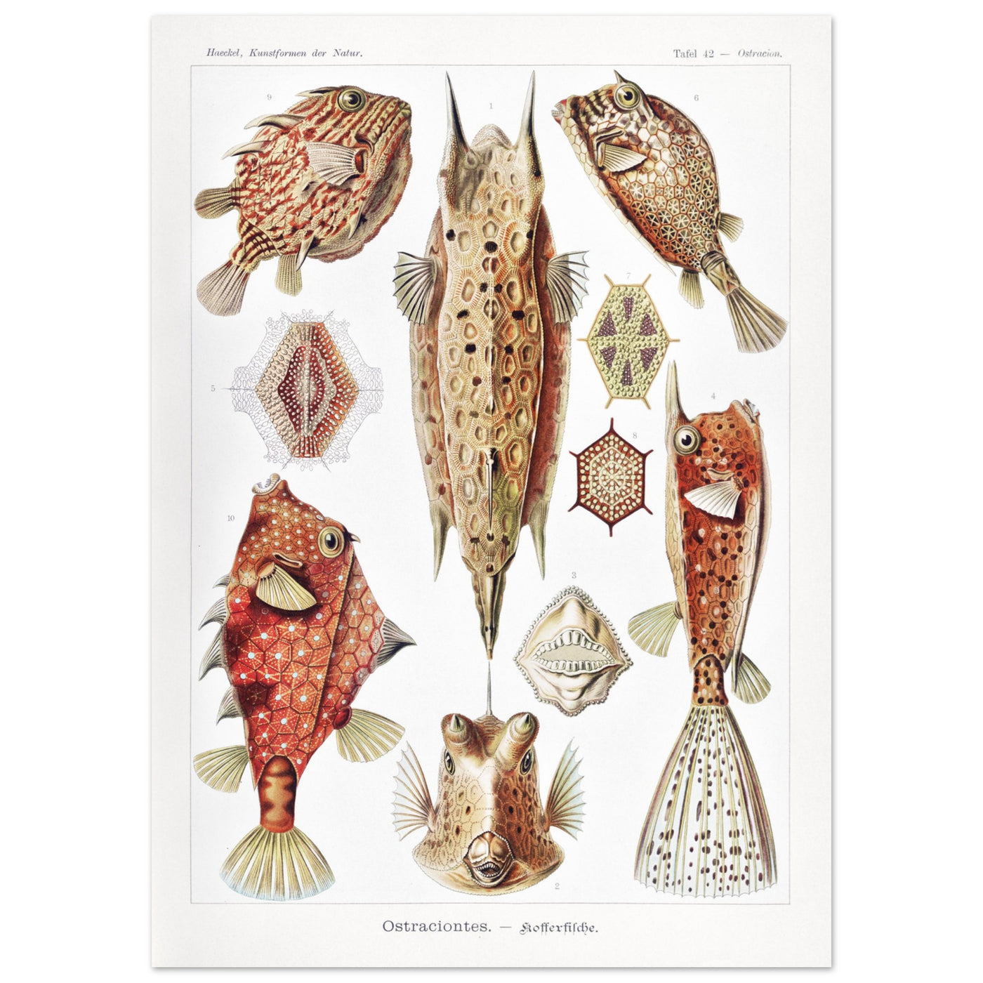 Ernst Haeckel - Ostraciontes Poster 50x70 cm