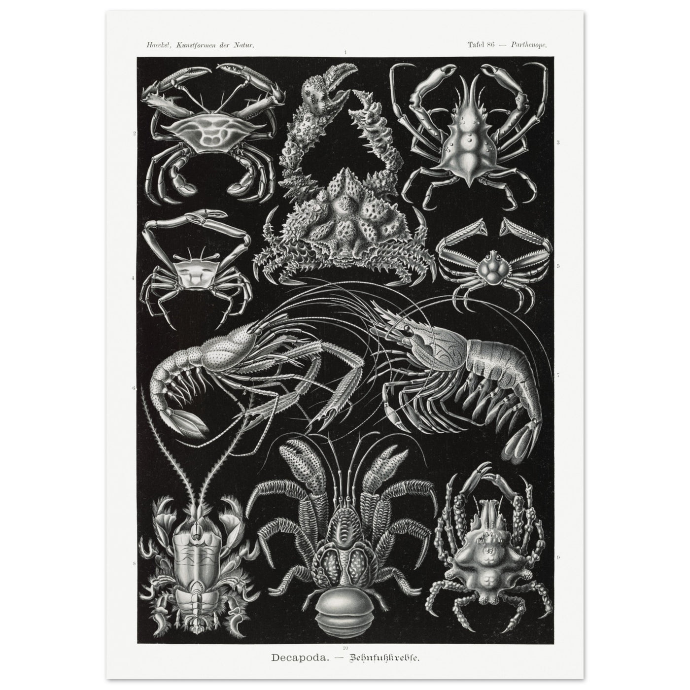 Ernst Haeckel - Decapoda Poster 50x70 cm