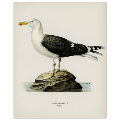 Svenska Fåglar - Havstrut Vintage Poster