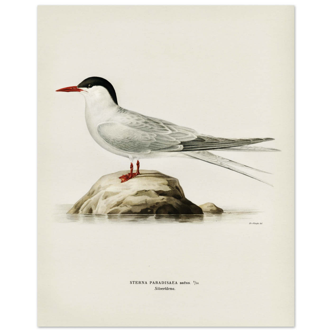 Svenska Fåglar - Silvertärna Vintage Poster